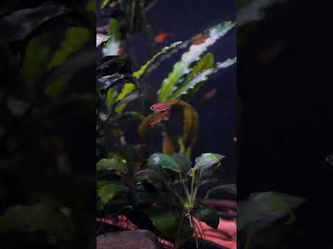 Nano fish (Taylor’s version) #shorts
