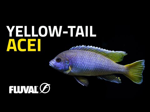 Species Spotlight | Pseudotropheus sp. ‘acei’