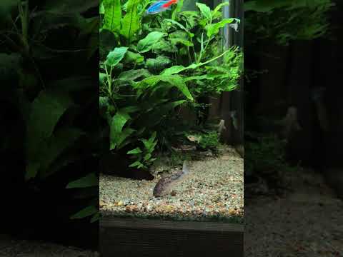Classic aquarium species! 🔥 #shorts
