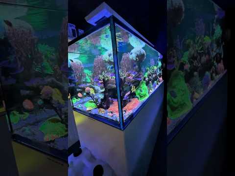 Breathtaking REEFER Peninsula S-950 G2+ powered by the Reef Care Program