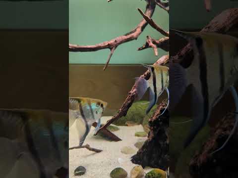 Peaceful aquarium 🤗 #shorts