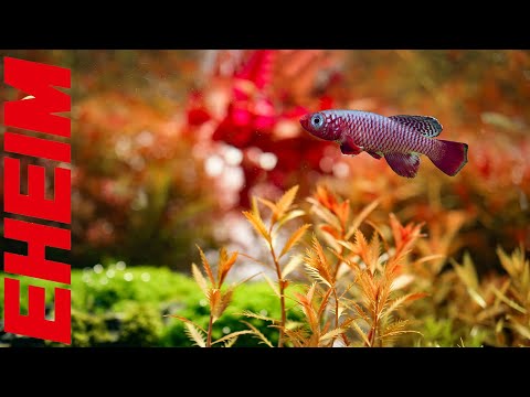 Life in a Planted Aquarium