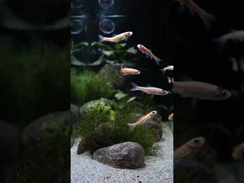 Hungry rosy red minnows! 😋 #shorts