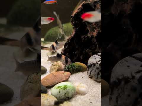 What’s your favorite type of Corydoras? #shorts