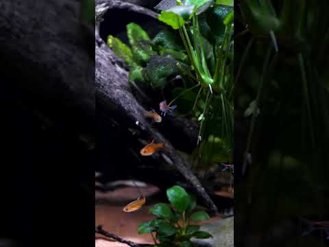 Fluval Spec 16 community aquarium! #shorts