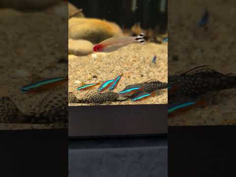 Hungry Ancistrus! #shorts