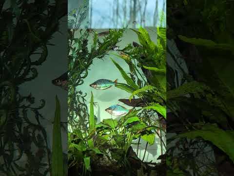 Rainbowfish love sunlight in the morning! 🌞 #shorts