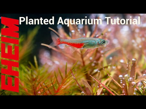 Planted Aquarium Setup Made Easy with EHEIM (Part 1)