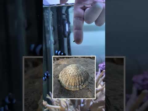 Learnin’ about Limpets! #shorts