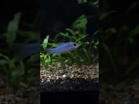 Check out this beautiful ram cichlid! #shorts