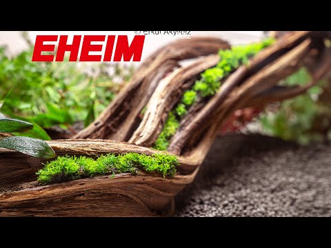 Shallow Aquascape Setup –  With Eheim Classic Vario