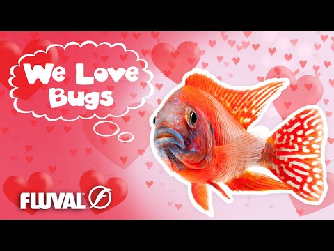 FISH LOVE BUGS 💞 Fluval Valentine’s Day Giveaway
