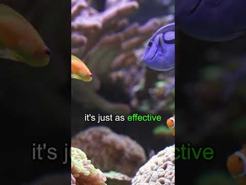 The Aquarium Filter Everyone is Talking About!