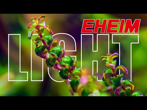 Why Lighting Matters – The Secret to Healthy Aquarium Plants