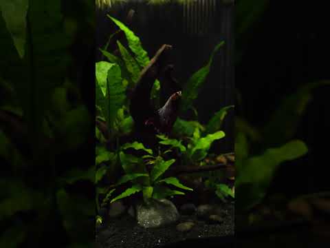 NEW 6 gallon Betta tank! 😍 #shorts
