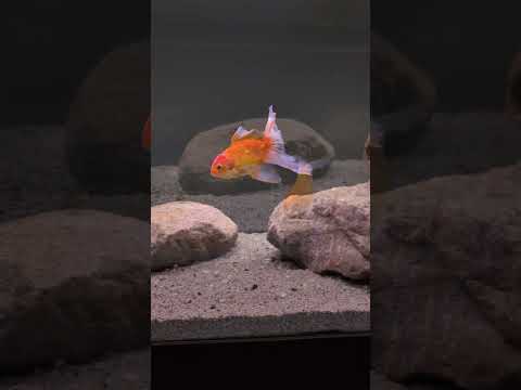 How cute are these fantail goldfish?! 💕 #shorts
