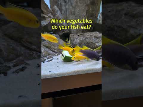 Fish love blanched zucchini! 🥒 #shorts