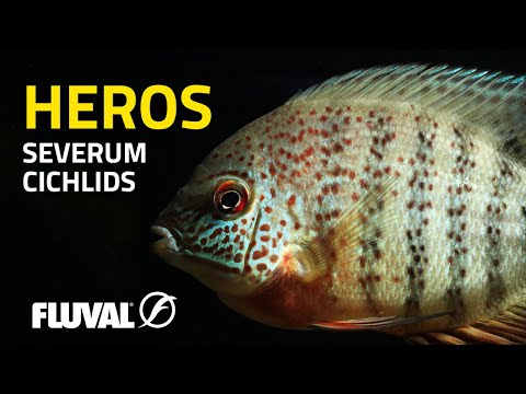 SEVERUM CICHLIDS | Tips, Tricks, Tankmates & More!
