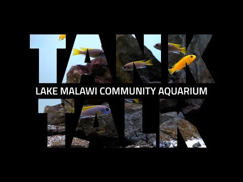 A Little Slice of Lake Malawi (In My Basement)