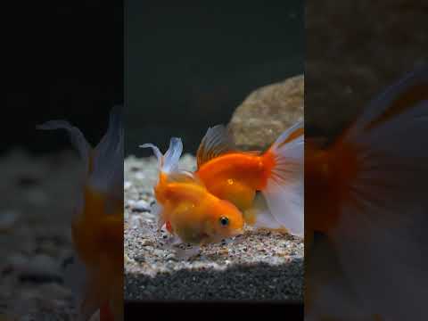Are these goldfish eating… or dancing? 🕺 #shorts