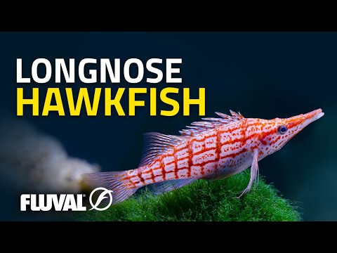 Species Spotlight | Longnose Hawkfish