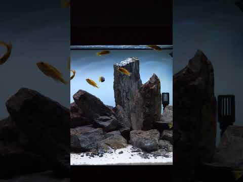 Awesome Malawi cichlid tank! #shorts