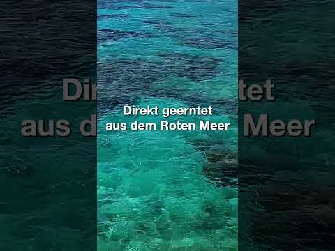 Red Seas Premium-Salze – Finden Sie heraus, welches das Beste für Ihr Aquarium ist