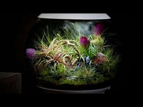 AIR 60 Terrarium Planting Inspiration | Tillandsia