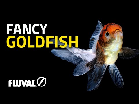 SPECIES SPOTLIGHT | Fancy Goldfish