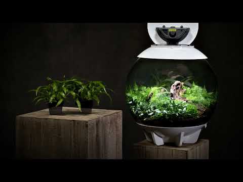AIR 60 Terrarium Planting Inspiration | Ferns & Moss