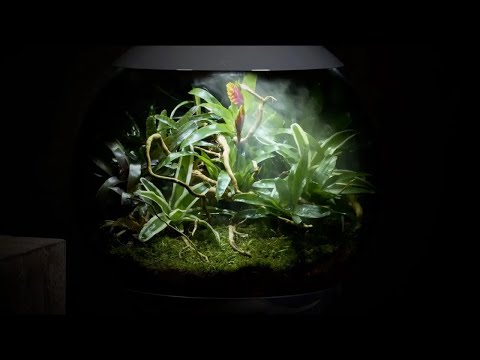 AIR 60 Terrarium Planting Inspiration | Bromeliads