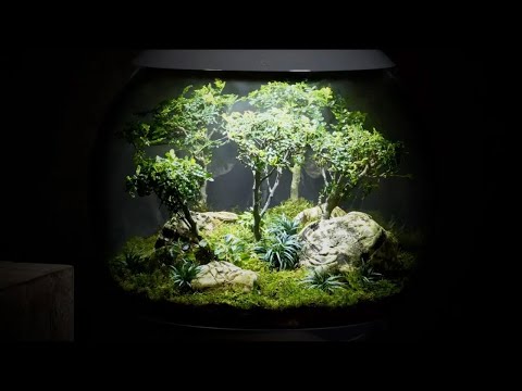 AIR 60 Terrarium Planting Inspiration | Bonsai