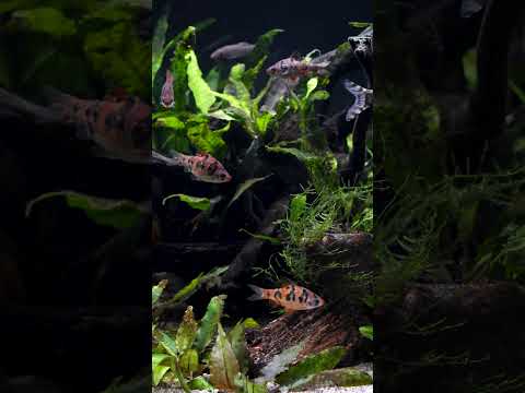 10 YEAR OLD planted aquarium! 🌿 #shorts