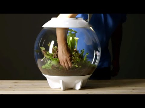 AIR 60 Terrarium How-To | Planting