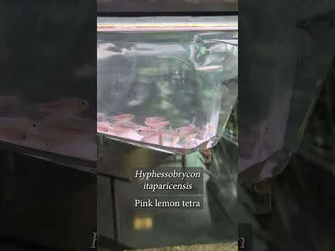 NEW FISH for GIANT AQUARIUM! #shorts