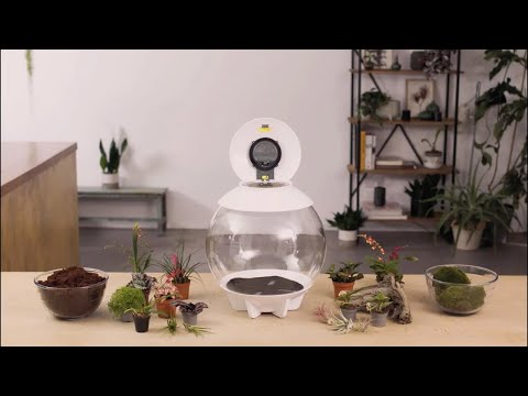 AIR 30 Terrarium How-To | Tropical Plant Set-Up
