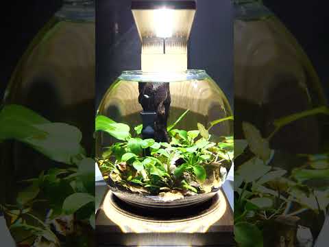 NEW Fluval LIV Microscaping Aquarium Kit 🌿 #shorts
