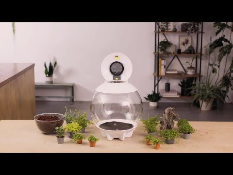 AIR 30 Terrarium How-To | Temperate Plant Set-Up
