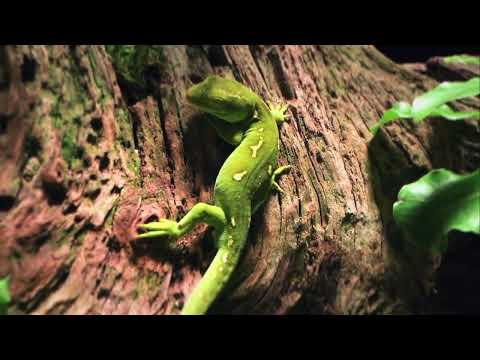 biOrb EARTH | App-controlled Vivarium