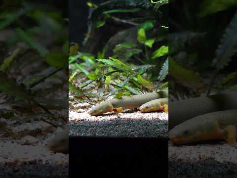 Ropefish are adorable! 🐍 #shorts