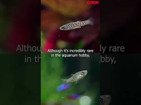 Rare Aquarium Fish – Jenynsia onca  | Presented by EHEIM