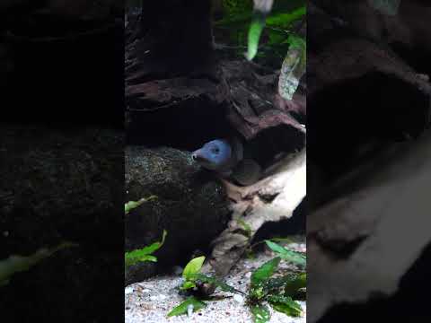 Do you think spiny eels are cool or creepy? #shorts