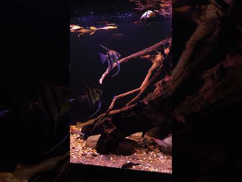 Naturalistic Fluval Siena aquascape 🍂 #shorts