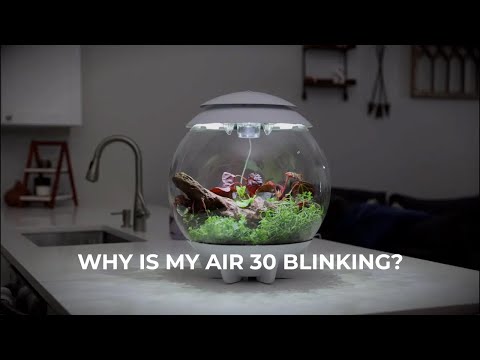 AIR 30 Terrarium Troubleshooting | Why is my AIR 30 blinking?