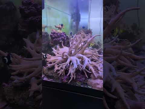 Baby clownfish alert! 🥲 #shorts