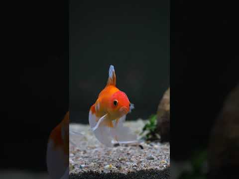 Do you ever wonder what your fish are thinking? #shorts