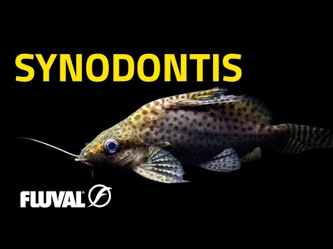 SYNODONTIS CATFISH | Exploring Africa’s Squeakers