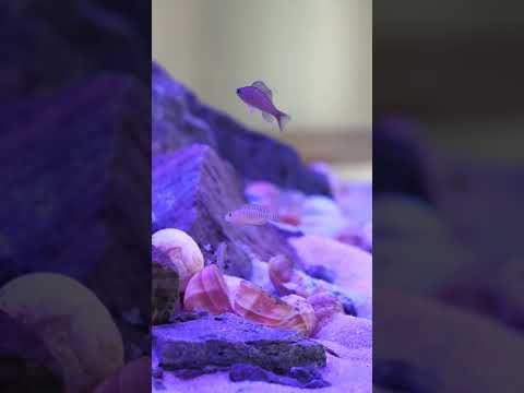 Check out these adorable shell dweller cichlids! 🥹 #shorts