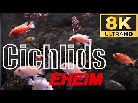 Ultimate Cichlid Aquarium Setup With Eheim Gear