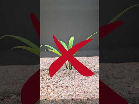 Tips for planting Anubias! 🌿 #shorts